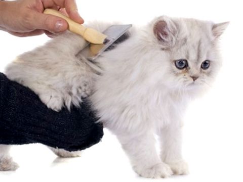 Come spazzolare il gatto Persiano