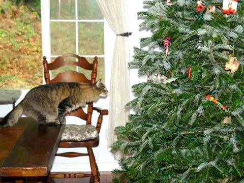 Come proteggere l'albero di Natale dal gatto