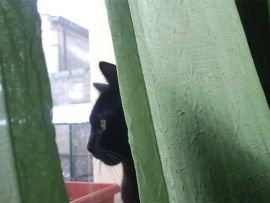 Gatto nero alla finestra