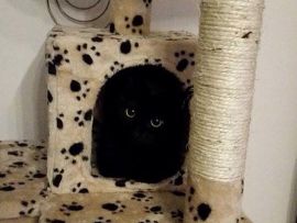 Gatto nero nascosto
