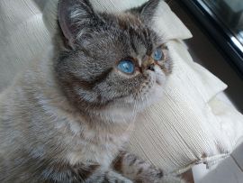 Gatto Exotic Shorthair con occhi blu
